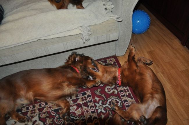 NADIM jamniki Kollapsar